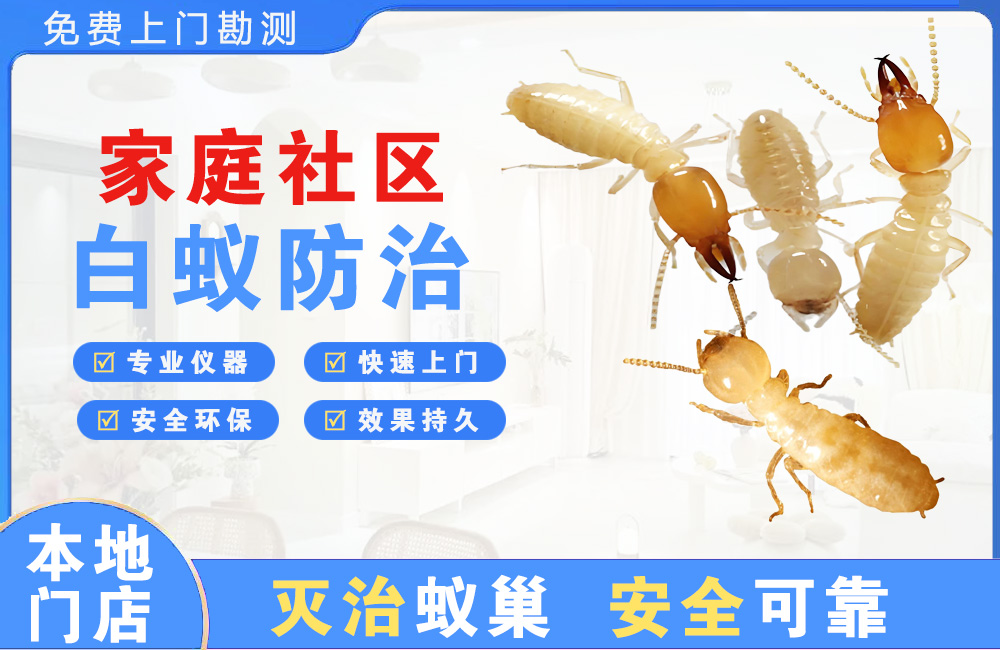 湛江家庭社区白蚁防治