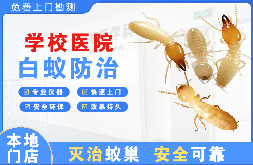 湛江学校医院白蚁防治