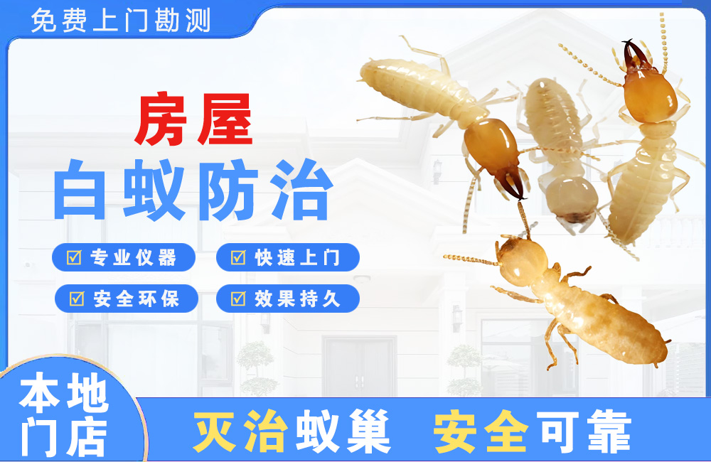 湛江房屋白蚁防治