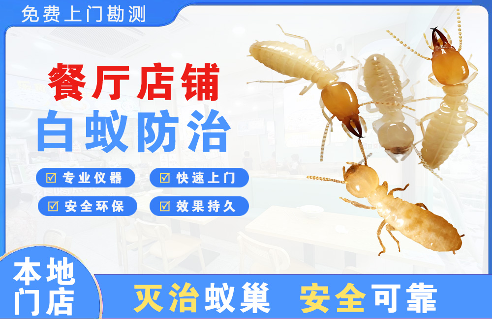 湛江餐厅店铺白蚁防治